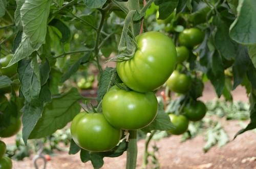 Esta variedad de tomate beef de RZ tiene buena calidad de piel