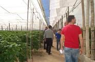 Los agricultores observan la plantación más tardía del 35-620 RZ.