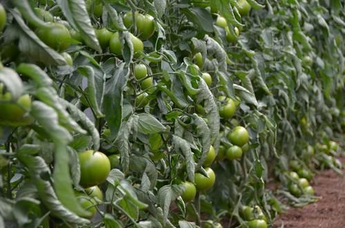 Planta compacta