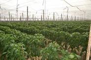 Plantación.