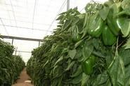 El 35-620 RZ cuaja un importante número de frutos en las zonas altas de la planta.