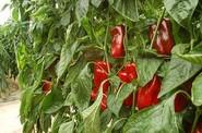 El buen color de los frutos, un punto a favor.