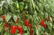 La calidad de fruto, un factor muy importante.