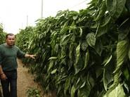Los agricultores miraron las plantas con detalle.