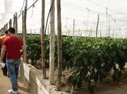 Agricultores visitando la plantación más tardía de la novedad de Rijk Zwaan en lamuyo rojo.