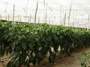 Plantación del 35-620 RZ del 26 de noviembre.