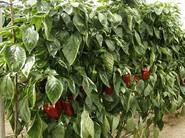 35-620 RZ se caracteriza por tener una planta vigorosa, adecuada a un ciclo tardío de plantación.