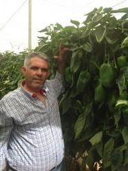 José López dice estar muy satisfecho con los resultados que le está dando esta variedad.
