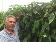 José López, propietario de la finca en la que Rijk Zwaan está mostrando su nueva variedad de lamuyo 35-620 RZ.