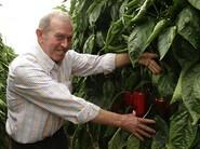 Antonio Romero, agricultor más que experimentado en el cultivo de pimiento lamuyo, quedó muy sorprendido con la calidad y la productividad del 36-620 RZ.