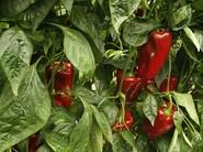 El pimiento mantiene un color rojo intenso.