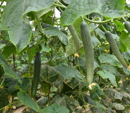 Pepino Dogo F1, temprano y primavera