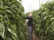 Los agricultores quedaron gratamente sorprendidos por la cantidad de piezas de cada planta.