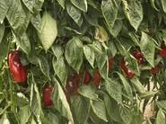 La vigorosidad de la planta del 35-620 RZ resulta fundamental para garantizar sus cuajes en invierno.
