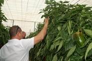 Y luego comprueban por sí mismos las características de la planta.