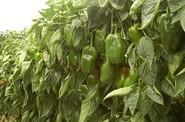 El 35-620 RZ no pierde calidad de fruto ni siquiera en la parte más alta de la planta.