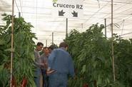 Al fondo, Francisco Pino, de Rijk Zwaan, muestra a los participantes las cualiddes de Crucero RZ.