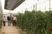 A la derecha, Alberto Domingo, de Rijk Zwaan, muestra las variedades de lamuyo de la empresa a un nuevo grupo de agricultores.