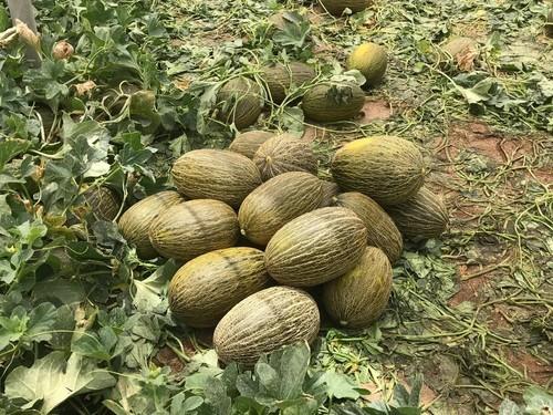 Melones Mirambel.