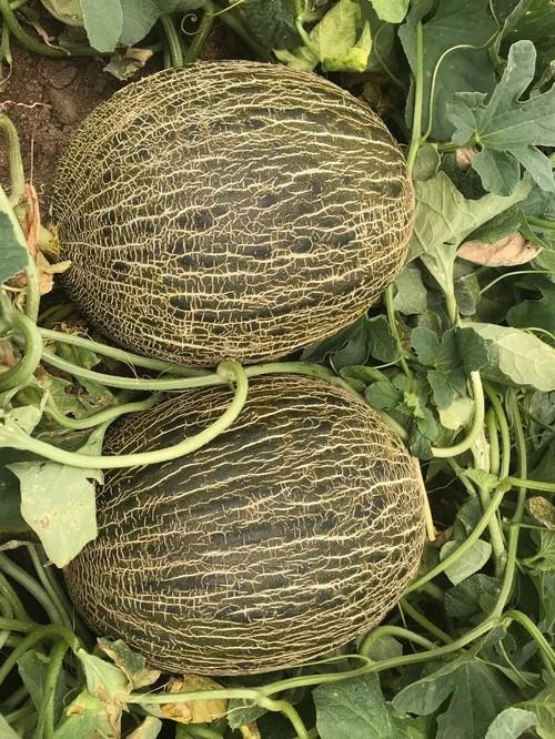 Mirambel presenta un perfecto escriturado.