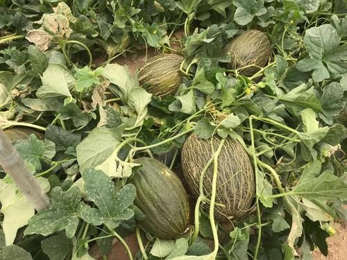 Mirambel destaca por su elevada productividad.