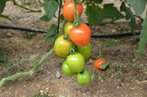 Frutos uniformes