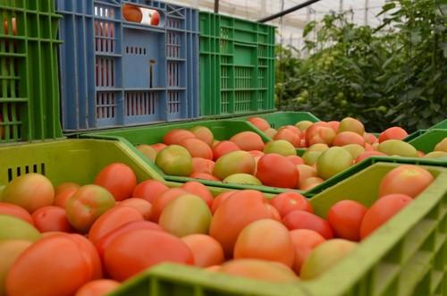 Excelente consistencia de fruto