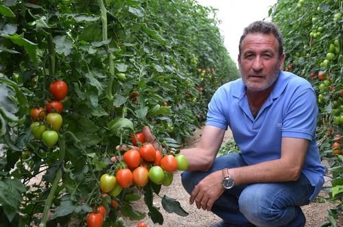 Este agricultor nos muestra el excelente estado del fruto aún en planta
