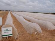 Pimientos al aire libre, cultivados el 20 de marzo y que estarán listos para recolectar en el mes de junio.
