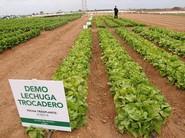 
La lechuga más sabrosa, una nueva trocadero de Ramiro Arnedo.