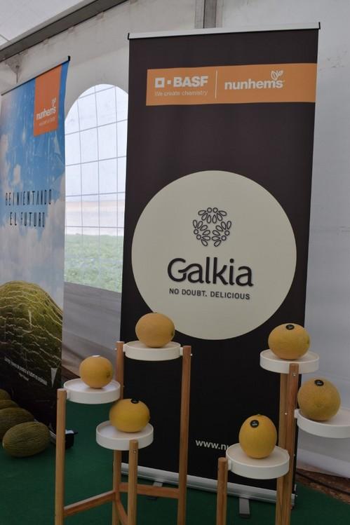Variedades de melón Galkia