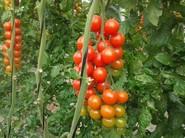 ¿Habéis visto qué tomates?
