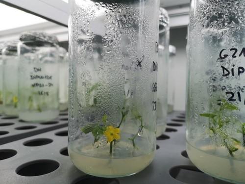 Cultivo 'in vitro'
