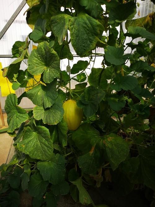 Melón, acabando su ciclo en el interior de la finca experimental
