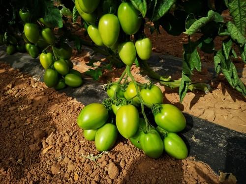 Esta variedad de tomate pera promete resultar muy productiva