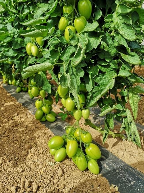Intersemillas posee de un extenso catálogo de tomate  tanto para fresco como para insustria