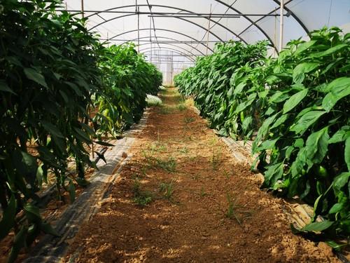 La empresa utiliza setos vegetales para marcar los líneos