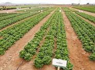 Garbo, lechuga tipo Little gem, de Ramiro Arnedo.
