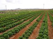 Parte del campo de la nueva finca experimental de Ramiro Arnedo, en La Aparecida, Cartagena.