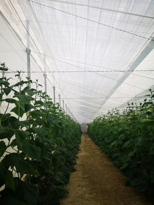 Los medios de comunicación fueron invitados a visitar una de las fincas de la empresa.
