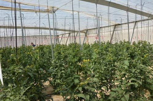 Ensayo con cultivo de tomate ramo