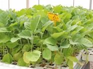 Plantas de berenjena para transplantar