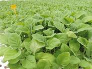 Plantas de berenjenas