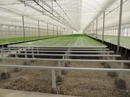 Primeras plantas