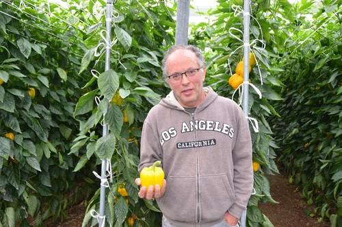 Carlo Vagnozi, genetista de pimiento en Vilmorin con pimiento Eglantine F1.