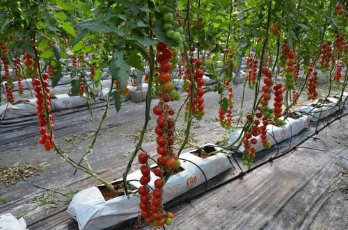 Variedad 172-838.