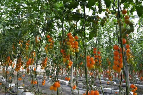 Variedad tomate mini Moda.