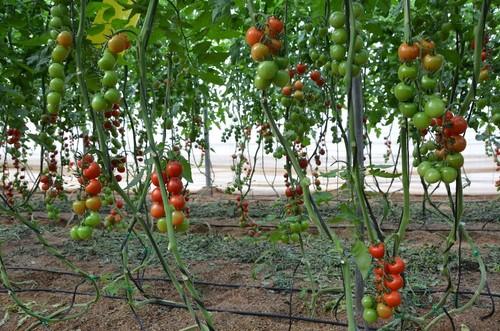 Variedad de tomate mini Nicoleta.
