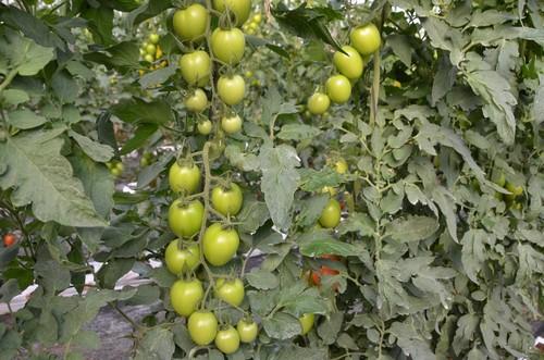 Marcus F1, uno de los tomates más laureados en España de la casa de semillas.