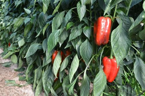También hay novedades en pimiento lamuyo.